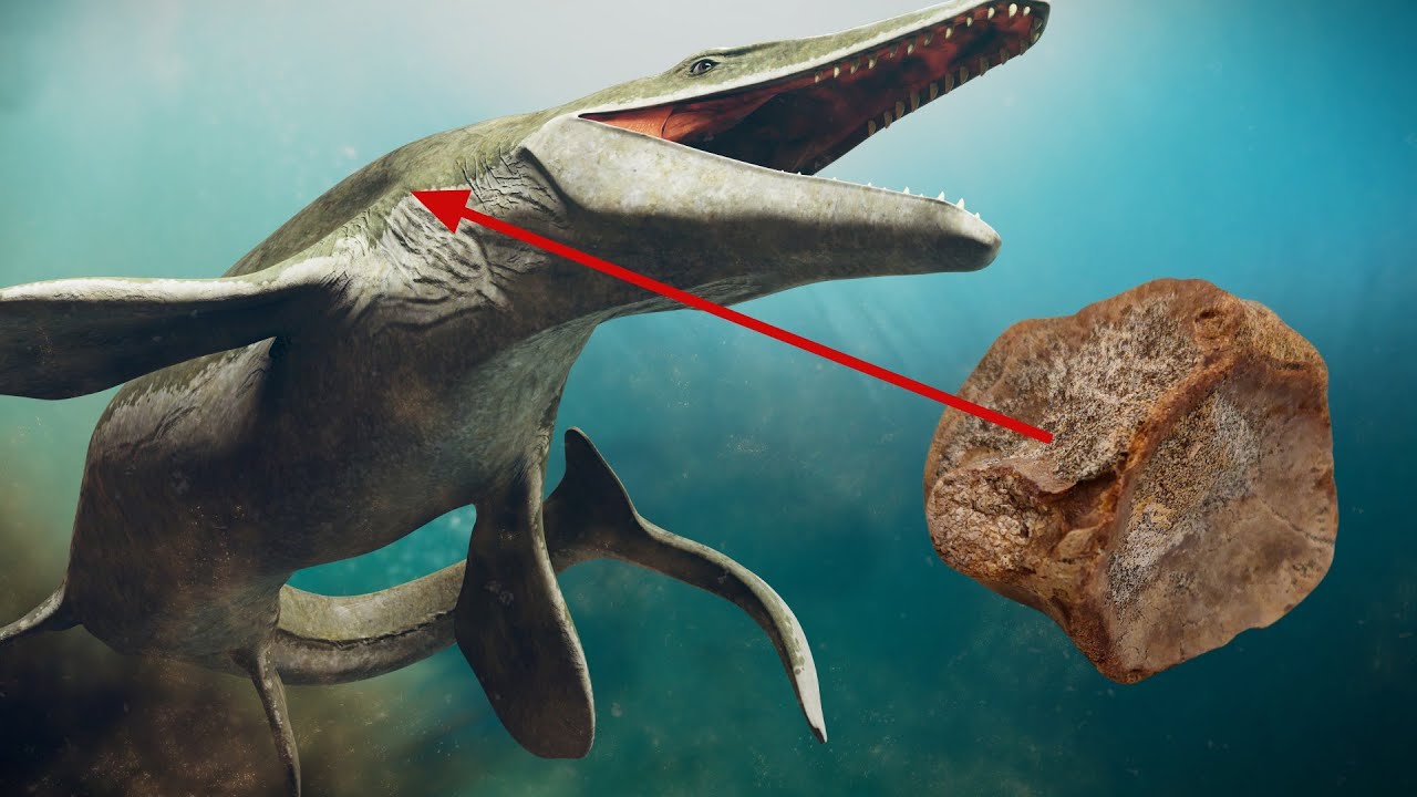 Mystery rare vertebra - how did it end up on this beach? [cretaceous creature]