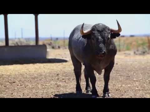 ‘Cobradiezmos’, el torito bravo