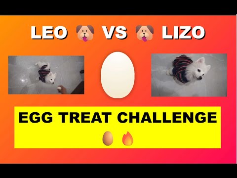 Puppies Eating Egg  | Leo vs Lizo Challenge