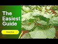 Planting managu: Easy guide on propagating and transplanting African Nightshade/managu seedlings