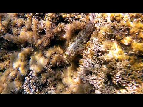 Lipophrys trigloides