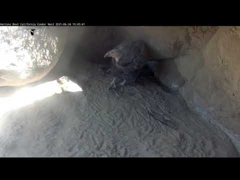 California Condor Chick Spreads Wings, Plays With Feather – June 24, 2021