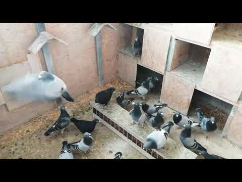 20.02.2021 Brieftauben