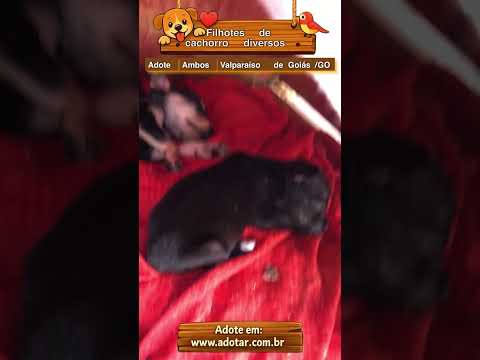 Adote Filhotes SRD Dóceis em Valparaíso de Goiás