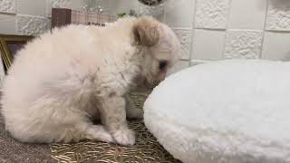 ハーフ犬の動画01