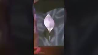 Marc Nelson - 15 minutes