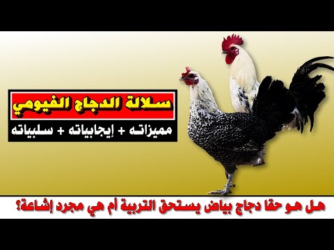 , title : 'تربية الدجاج الفيومي البياض🐓 مميزاته و سلبياته و ثمنه (بالدرهم المغربي)🐔'