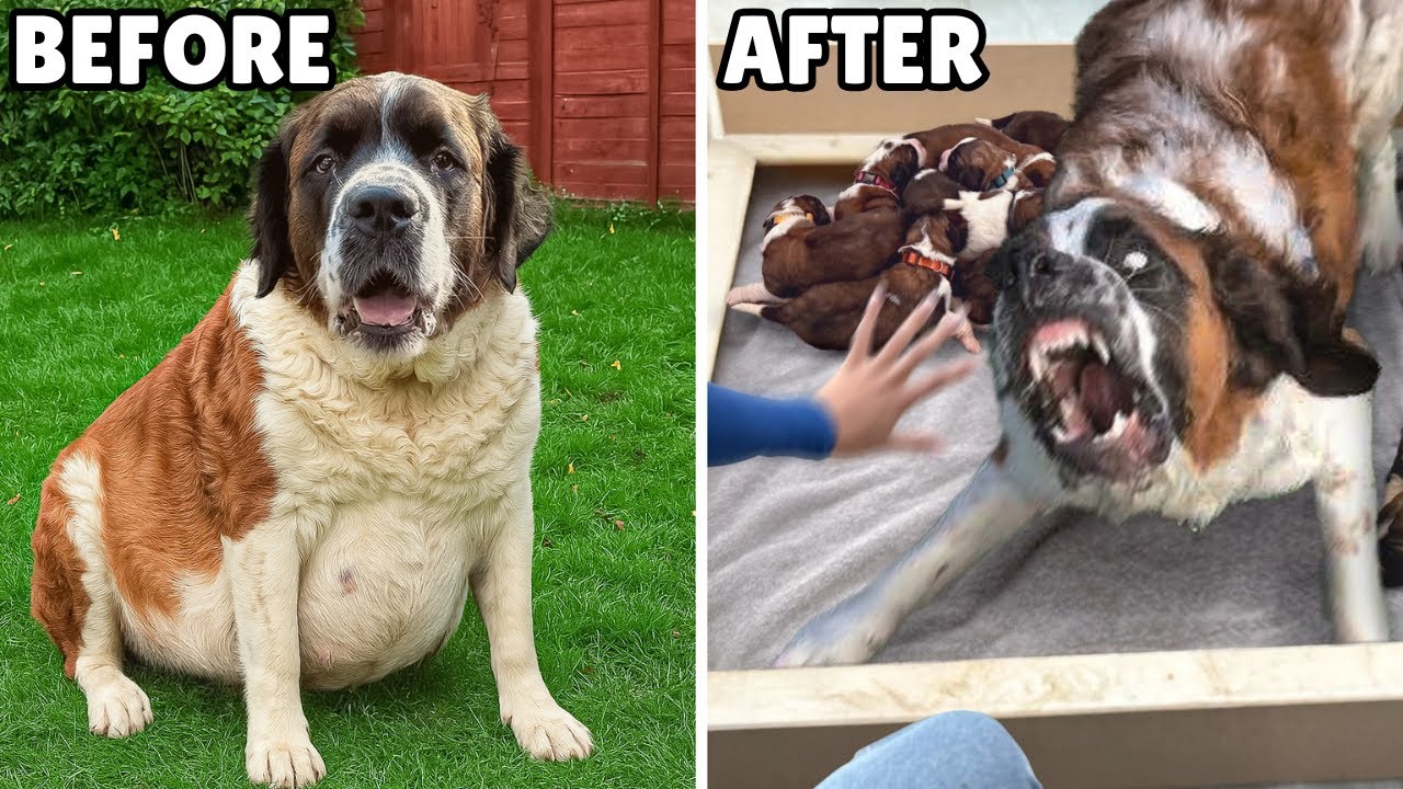 We Rescued a Pregnant Dog and it became our Biggest Nightmare