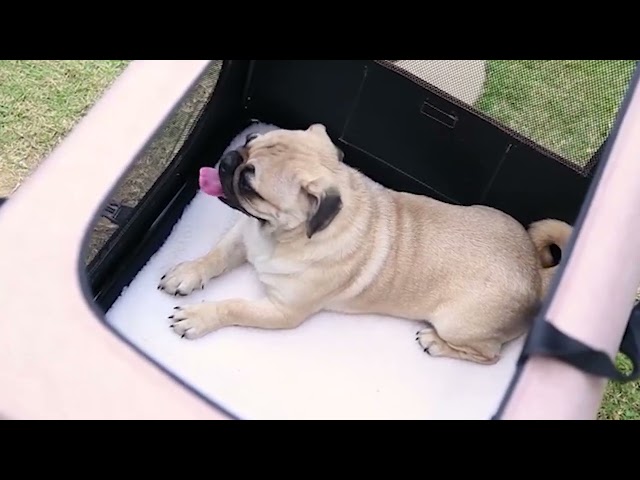 Veehoo Folding Soft Dog Crate