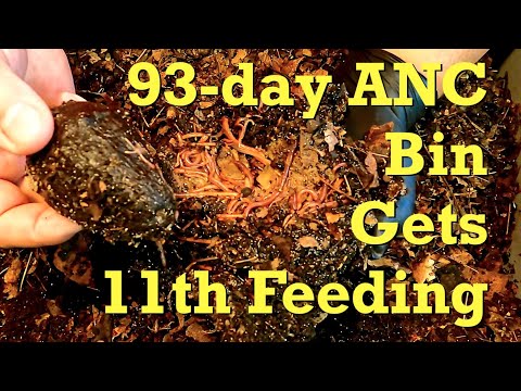 93-day ANC system's 11th feeding - worm farm vermicompost