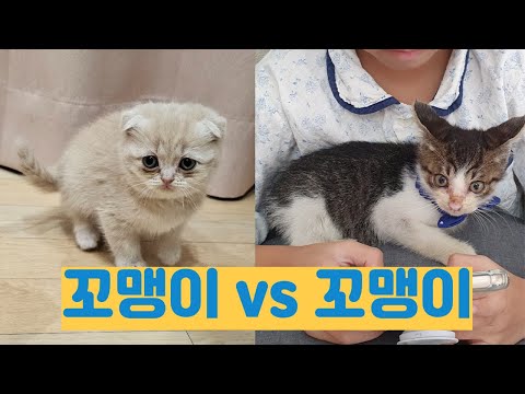 치로와 모찌 꼬꼬마 시절