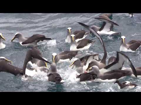 My passion is the ocean, albatrosses, petrels, storm-petrels