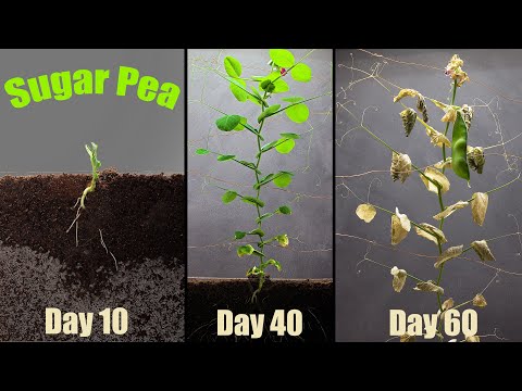 Growing Pea 🟢 Time Lapse