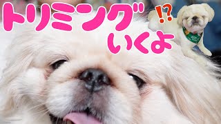 ちゃちゃまる?トリミングいくよ！【BeforeAfter】