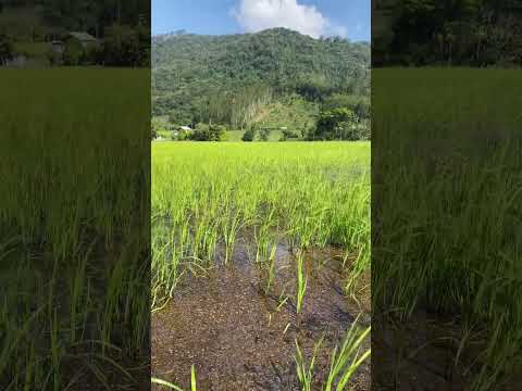 Construiria sua casa aqui ? #pomerode #riodoscedros