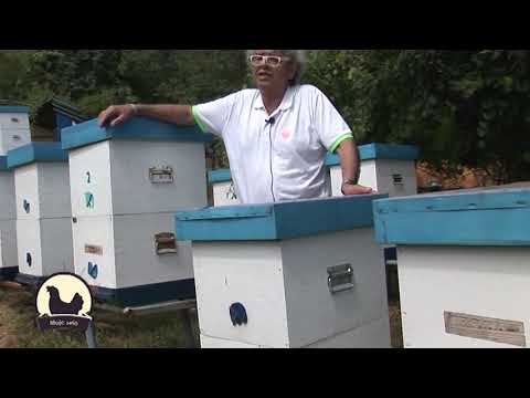 Iskustva profi pčelara (S.Jevtić) - Koji je najbolji način razrojavanja pčela?