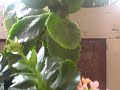 VID00096 COPYRIGHT 1996 Ravi Shankar ALL RIGHTS RESERVED