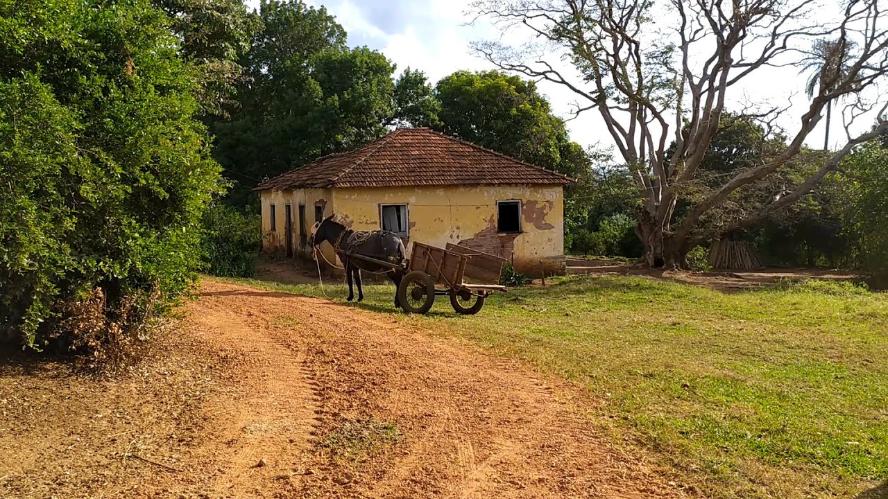 Sitio completo com criações animais árvores humildade capador de porco Zona Rural paisagem