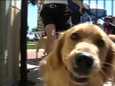 2011 Apex Dog Swim
