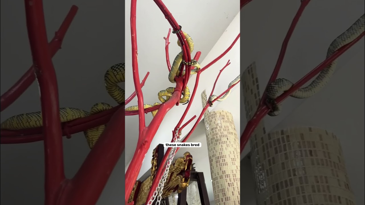 YouTube Short thumbnail