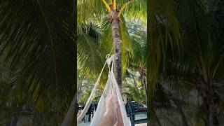 I Live here now. #paradise #carnivalcruise #mexico #cruiselife #vacation