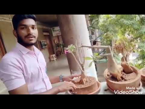 ALC - BOTANY: STUDENT PROJECT- BONSAI- AN ART & SCIENCE