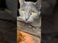 Gray Cat In The Basement