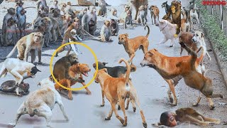 Monkey Attack on Dogs in India! | 250 Dogs Killed! | The mother monkey seeks revenge! - PITDOG