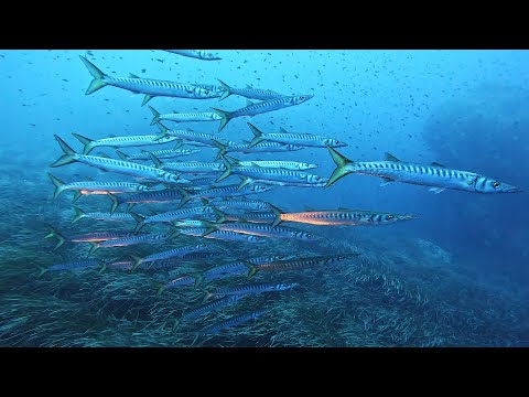 Diving around Ustica, Sicilia, Italia