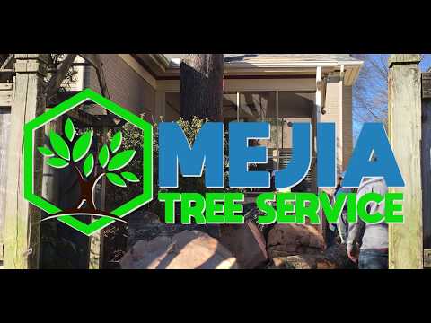 Mejia Tree Service