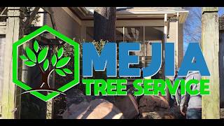 Mejia Tree Service
