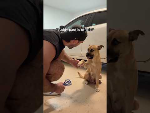 Can I Win The Trust Of My New Foster Dog While She Nurses Six Puppies?