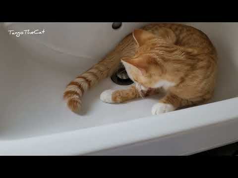 This Is My Territory Now - Watch Till End