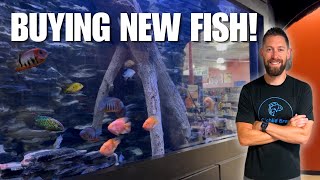 Did NOT Expect to Find These! Buying Rare Cichlids for the Fish Room