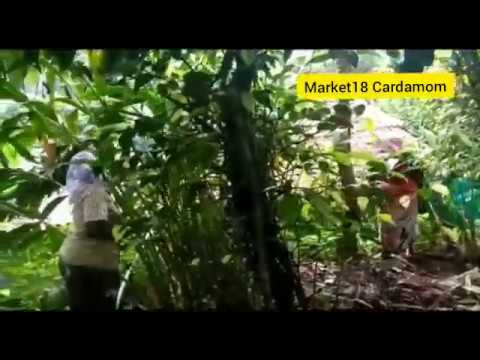 Bold Natural Green Cardamom 8.5mm Export Quality, Packaging Size: 5 Kg, Packaging Type: Plastic Bag