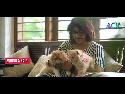 Persian Semi Punch cat|  Pet Studio | Host  Mridula Nair | | LADY BOSS 25