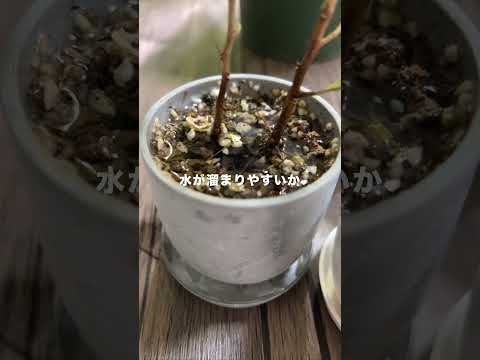 秋に窓辺のプランターに飾る花は何ですか?観賞用の最高峰種！  庭園