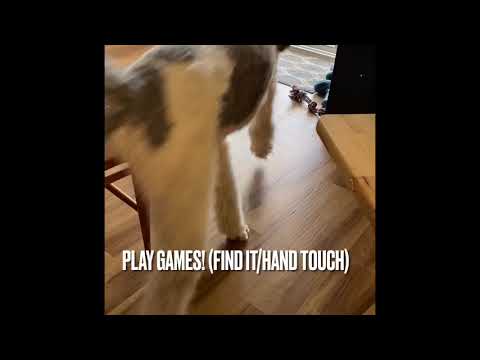 Barking Dog (inside)