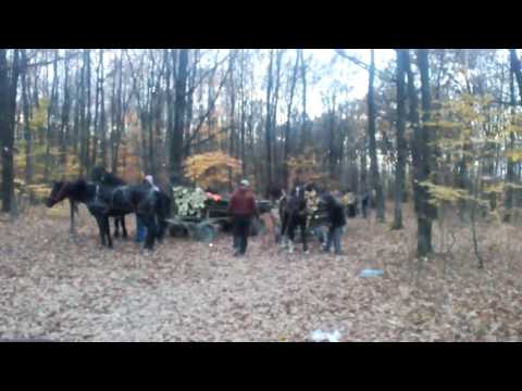 Prinși de jandarmi la furat de lemne (2)