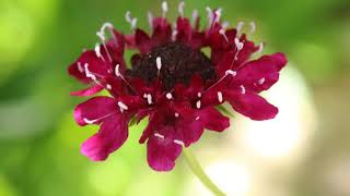 PETER BAUMANN REPETE REPETE