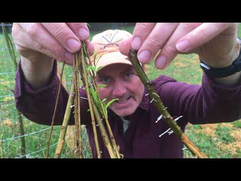 How To Grow A Weeping Willow Tree From Cuttings