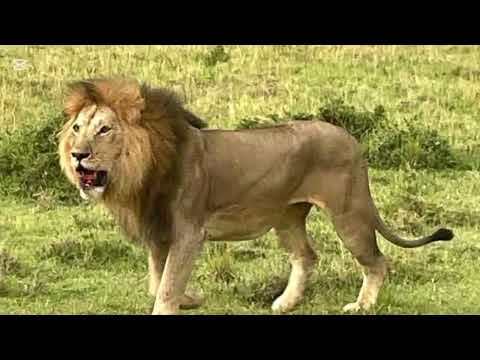 Salas Male Lion running to his territory after been defeated by Osupaat Male Lion