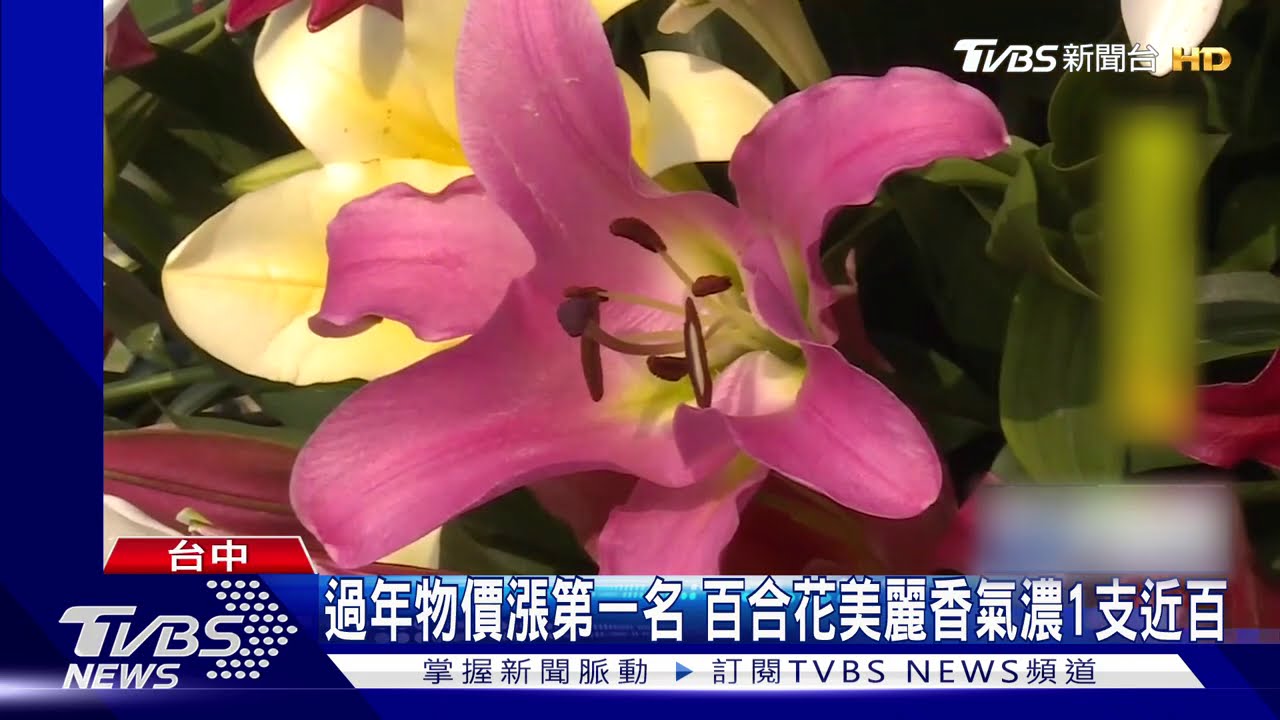 過年物價漲第一名　百合花美麗香氣濃1支近百