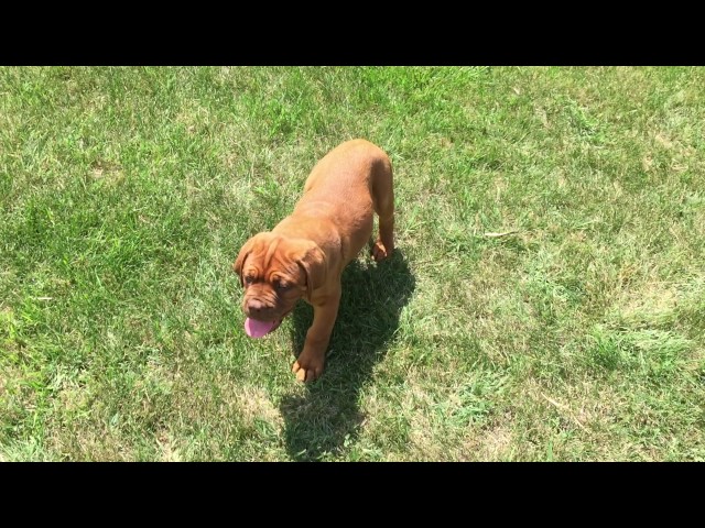 Dogue de Bordeaux puppy for sale