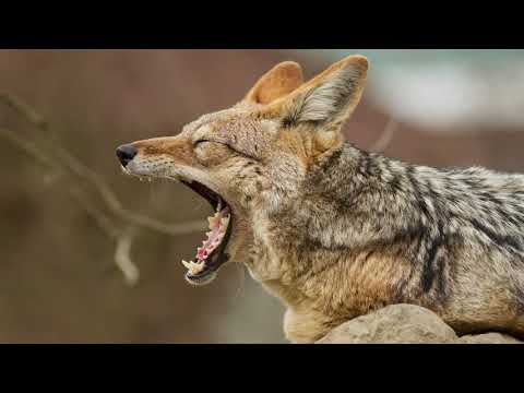 The Leopard, The Ram, and the Jackal