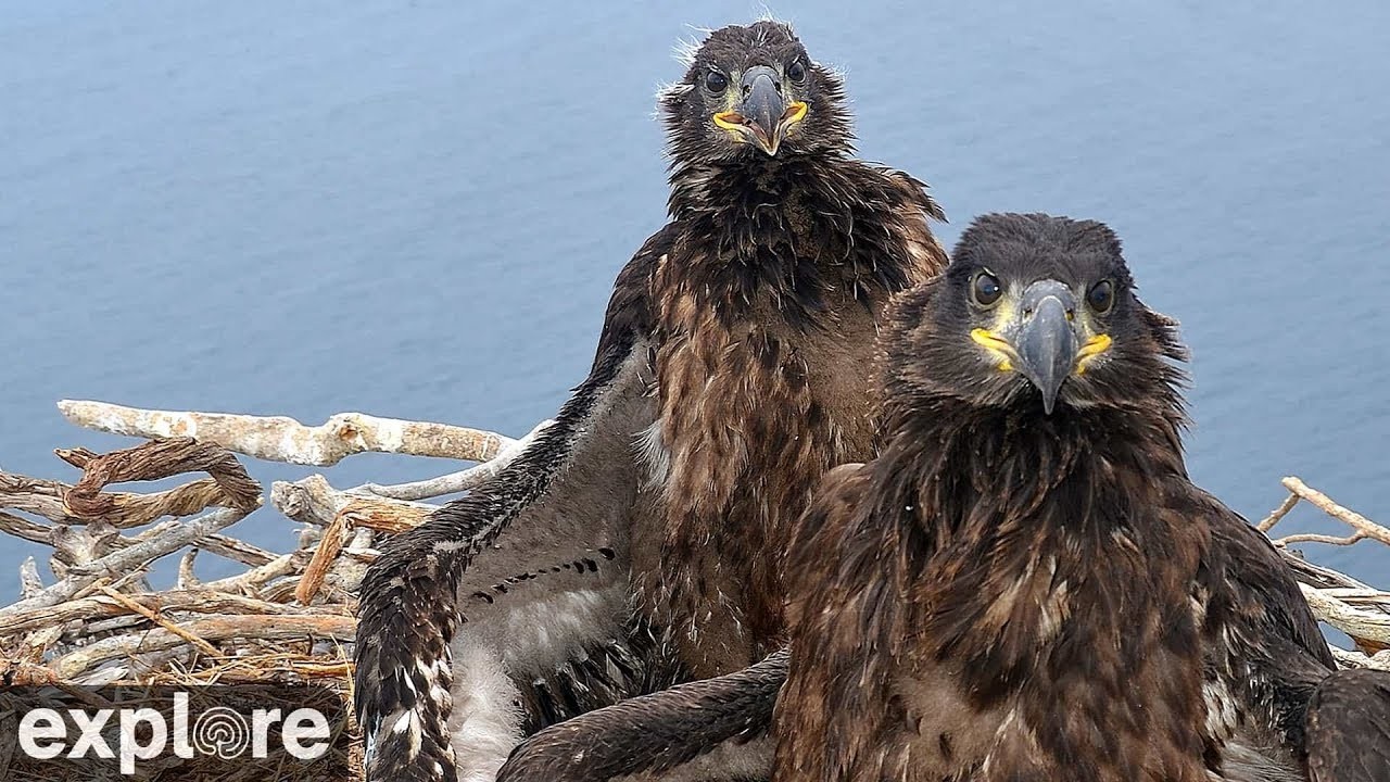Live webcam view of West End Bald Eagle Nest Cliff Cam