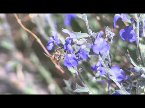 Local beekeepers say bees suffered during unusually warm winter