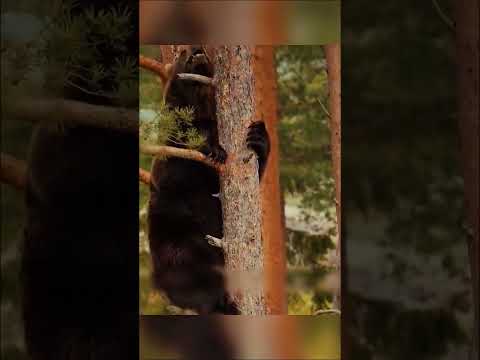 Догонит ли медведь своего обидчика?