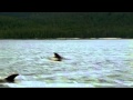 Dolphins The Wild Side