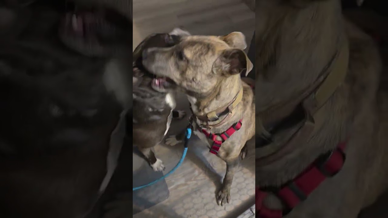 Rocky (Rocket), an adopted mixed breed in Leavenworth, KS video 6/6